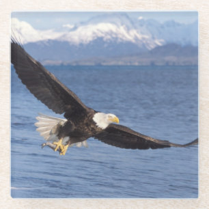 Posavasos De Vidrio águila calva, Haliaeetus leucocephalus, en vuelo 4