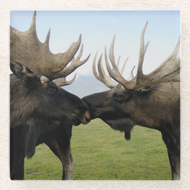 Posavasos De Vidrio Alces (Anverso)