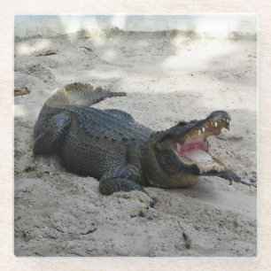 Posavasos De Vidrio Alligator, Fort Lauderdale, Florida