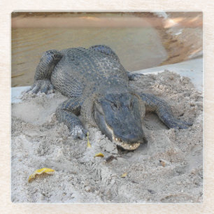 Posavasos De Vidrio Alligator, Fort Lauderdale, Florida