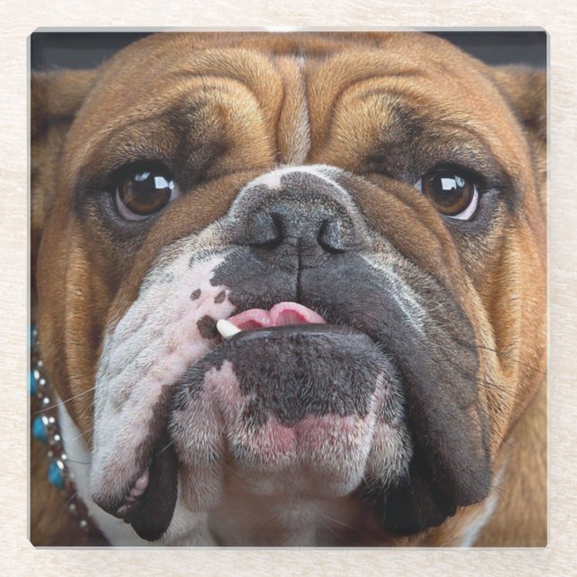 Posavasos De Vidrio Almohada de Bulldog Inglés (Anverso)