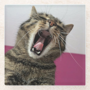Posavasos De Vidrio Amante divertido de la foto de un gato
