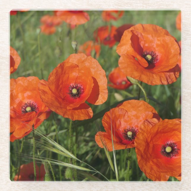 Posavasos De Vidrio Amapolas comunes (Anverso)