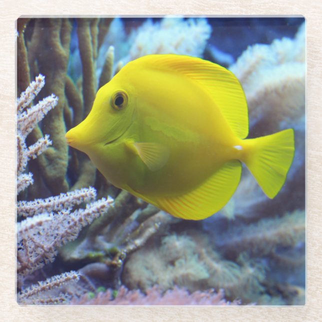 Posavasos De Vidrio Amarillo Saltwater Tang Fish (Anverso)
