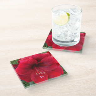 Posavasos De Vidrio Amaryllis Roja de Navidad Flor en Flor