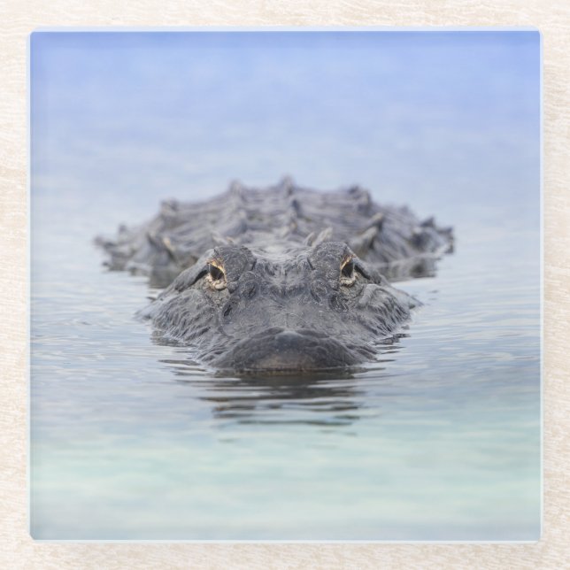 Posavasos De Vidrio American Alligator – Lake Apopka Wildlife Drive (Anverso)