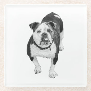 Posavasos De Vidrio Amigo de Invierno, Coaster Bulldog