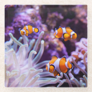 Posavasos De Vidrio Amphiprion Ocellaris de Ocellaris Clownfish el  