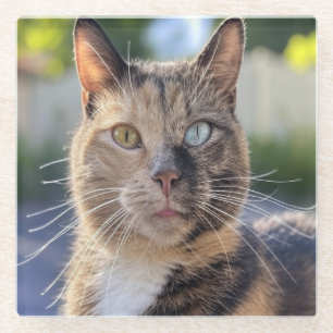 Posavasos De Vidrio Añadir Personalizar de fotos de gato