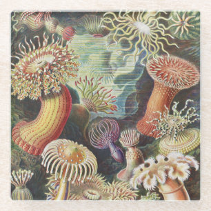 Posavasos De Vidrio Anemones marinos, Actiniae Seanemonen Ernst Haecke
