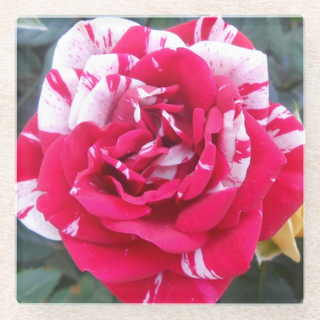 Posavasos De Vidrio Anicia (Anverso)