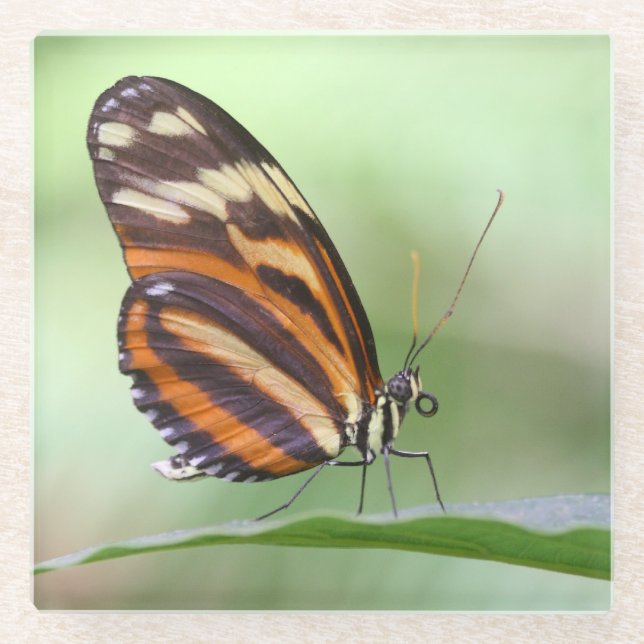 Posavasos De Vidrio Anillo de tigre (Anverso)