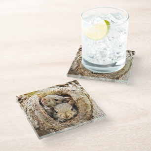 Posavasos De Vidrio Animales de bebé más afectados Ardillas de bebé