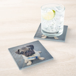 Posavasos De Vidrio Animales de bebé más afectados Baby Pug