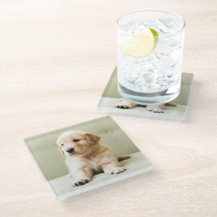Posavasos De Vidrio Animales de bebé más afectados   Cachorro de Golde