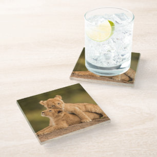 Posavasos De Vidrio Animales de bebé más afectados   Dos Cubos de león