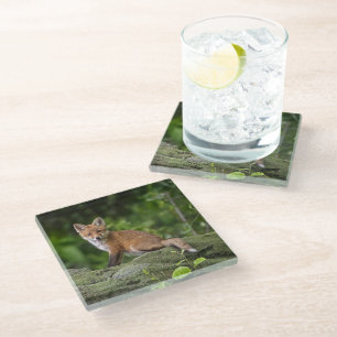Posavasos De Vidrio Animales de bebé más afectados Foxy Smile