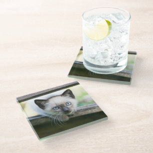 Posavasos De Vidrio Animales de bebé más afectados   Gatito siamés 2
