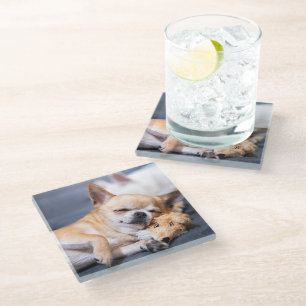 Posavasos De Vidrio Animales de bebé más afectados   Perro Chihuahua d
