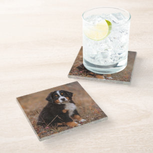 Posavasos De Vidrio Animales de bebé más afectados Perro de montaña