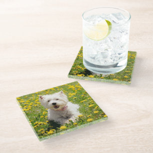 Posavasos De Vidrio Animales de bebé más afectados   Perro occidental