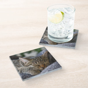 Posavasos De Vidrio Animales de bebé más afectados Tabby Kitten Slee