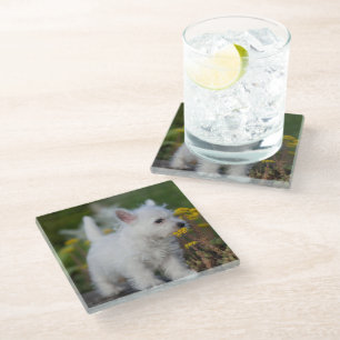 Posavasos De Vidrio Animales de bebé más afectados Territorio Blanco