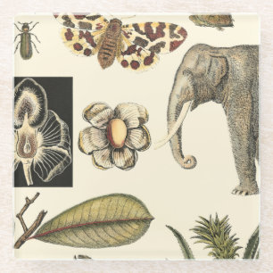 Posavasos De Vidrio Animales variados pintados con fondo crema