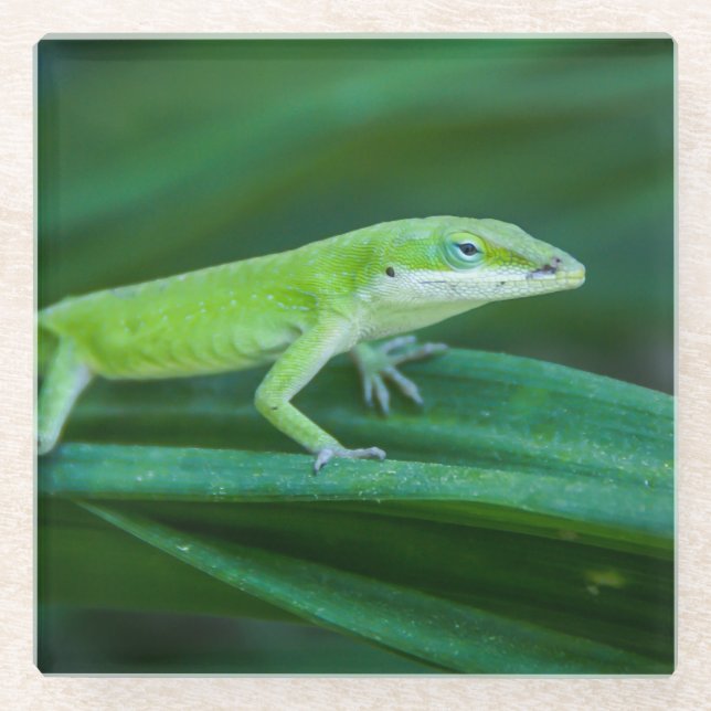 Posavasos De Vidrio Anole Lizard (Anverso)