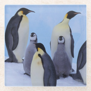 Posavasos De Vidrio Antártida, Pingüinos Emperadores