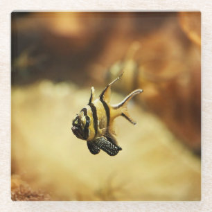 Posavasos De Vidrio Antílago solitario Stripy