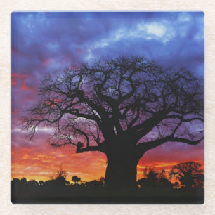 Posavasos De Vidrio Árbol de baobab africano, Adansonia digitata 2