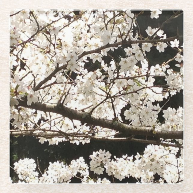 Posavasos De Vidrio Árbol de dogwood blanco floreciente, cerrado (Anverso)