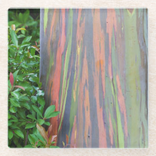 Posavasos De Vidrio Árbol de eucaliptos arcoiris