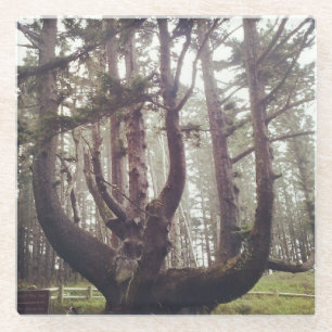 Posavasos De Vidrio Árbol de pulpo, meares de Cabo, orregón