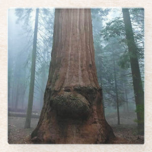 Posavasos De Vidrio Árbol de secuoyas gigantes en Grant Grove, CA