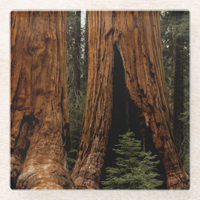 Posavasos De Vidrio Árboles de secuoya, Parque Nacional Sequoia (Anverso)