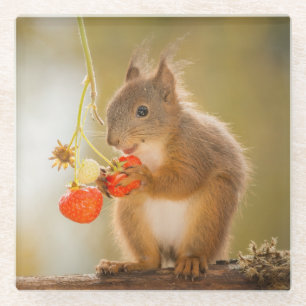 Posavasos De Vidrio Ardilla Adorable comiendo una fresa roja brillante
