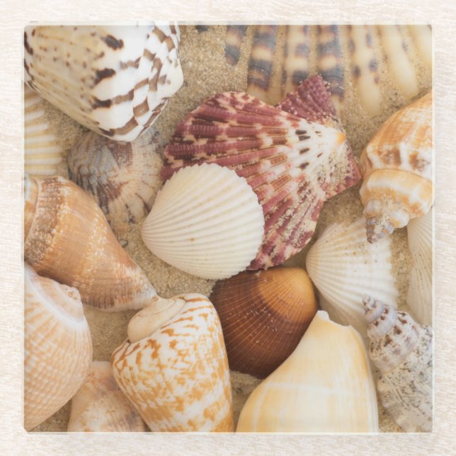 Posavasos De Vidrio Arreglo del Seashell (Anverso)