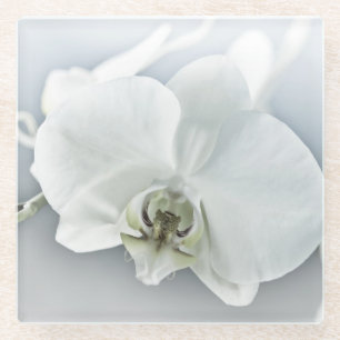 Posavasos De Vidrio Arte Botánico de Orquídea Blanca Elegante