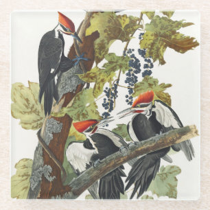 Posavasos De Vidrio Arte de ave carpintero pileado Audubon vintage