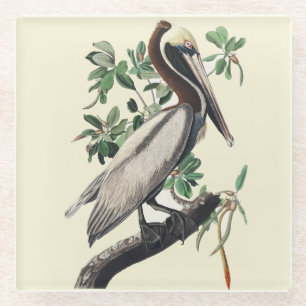 Posavasos De Vidrio Arte de ave costera pelícano marrón Audubon vintag