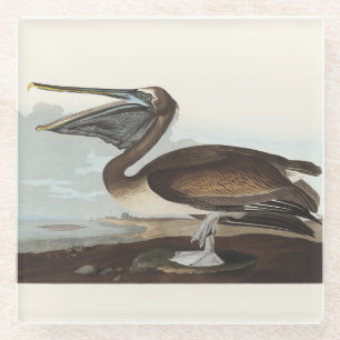 Posavasos De Vidrio Arte de Ave Costera Pelícano Pardo Vintage Audubon