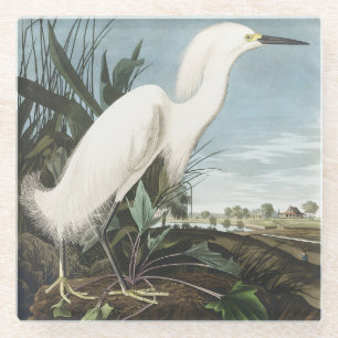 Posavasos De Vidrio Arte de ave garceta nevada Audubon vintage
