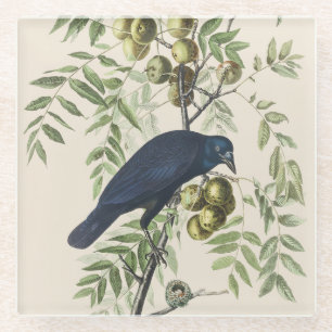 Posavasos De Vidrio Arte de la naturaleza del cuervo americano Audubon
