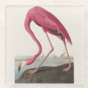 Posavasos De Vidrio Arte vintage de Audubon del flamenco americano ros