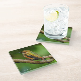 Posavasos De Vidrio Asombroso colibrí rufoso en vides de wining