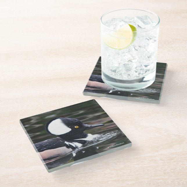 Posavasos De Vidrio Asombroso gallo de merganser en un estanque (Angular)