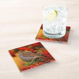 Posavasos De Vidrio Asombroso hermit Thrush Songbird en Berry Bush