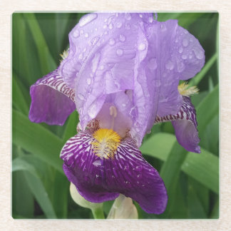 Posavasos De Vidrio Astras De Iris Púrpura